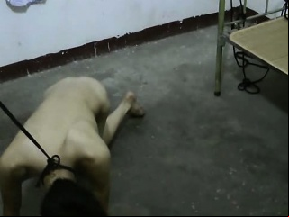 Slim Asian Old Crumpet Underling Doggy Trainning